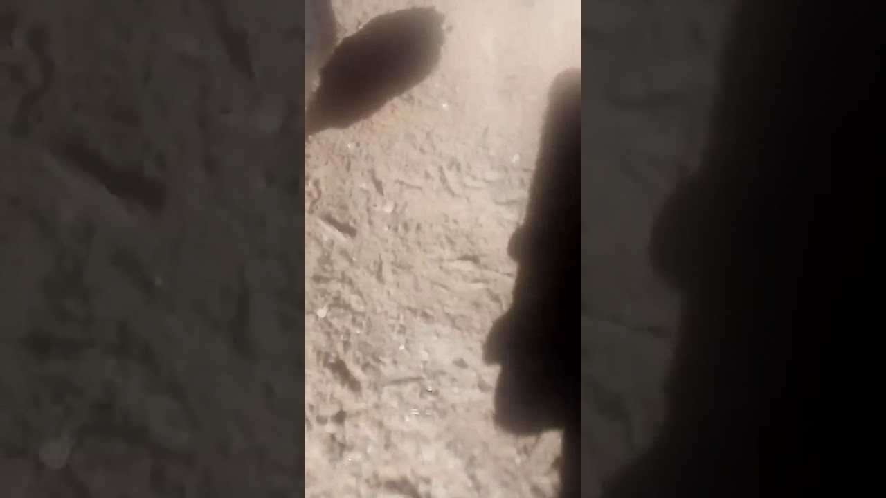 Son hermosos :³ - YouTube