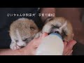 じいちゃんの秋田犬【子育て編】＃2　じいちゃんと双子の秋田犬のにぎやかな日常
