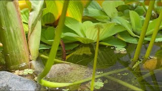 DIY easy budget patio pond for white cloud minnows