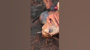 This sea turtle was freed from a plastic fork! #turtles #turtlerescue