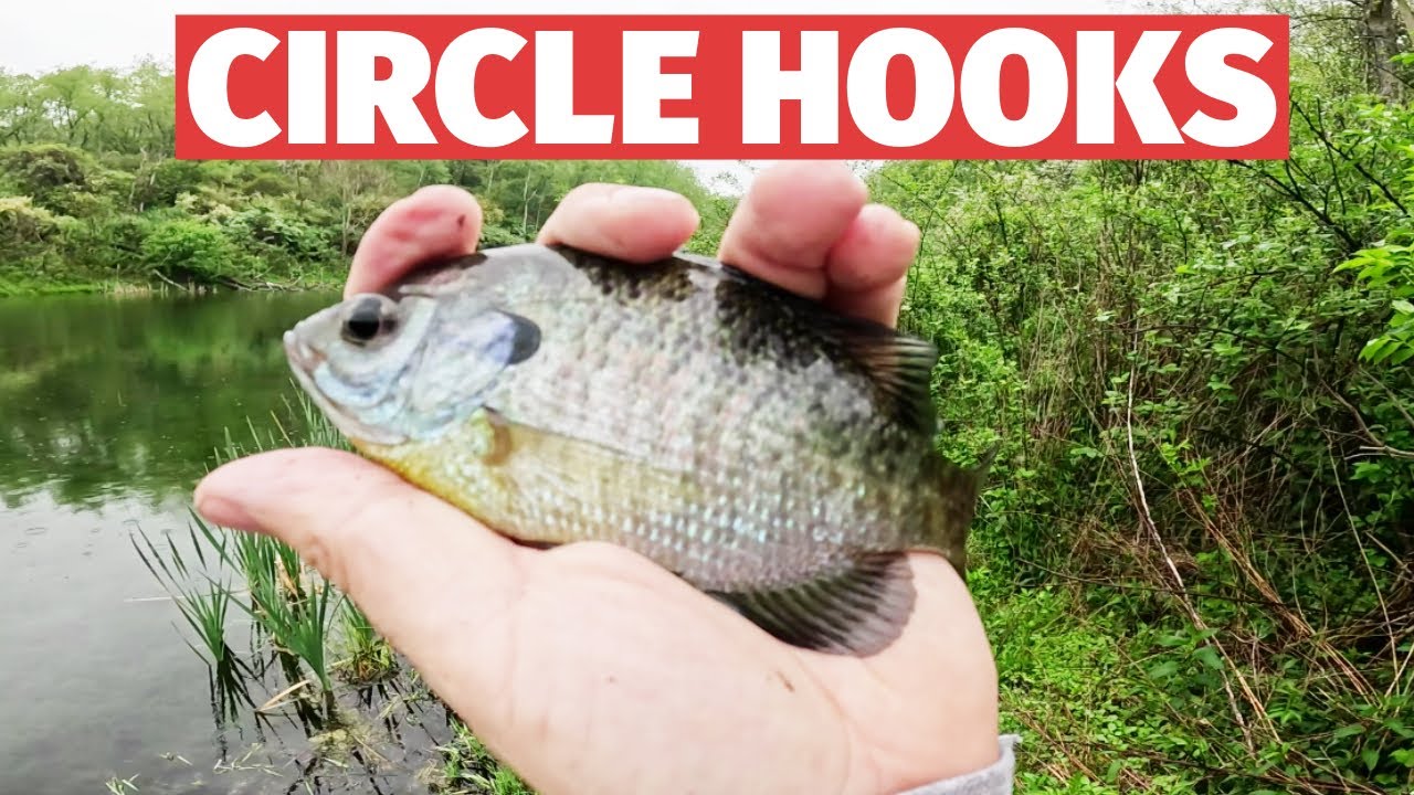 CIRCLE Hook = Bluegill = Bait YouTube