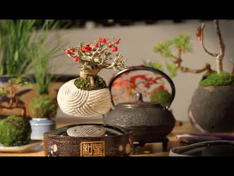 فيديو: Floating Bonsai Tree Hovers Magically in the Air