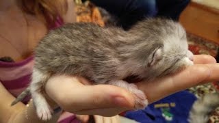 Роды шотландской кошки.Четвёртый котёнок. Роды шотландской кошки.Четвёртый котёнок.