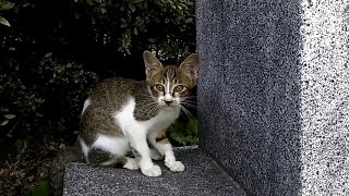 石の上で寝るママ猫、傍に行きたい子猫が恐る恐る出てきては戻り