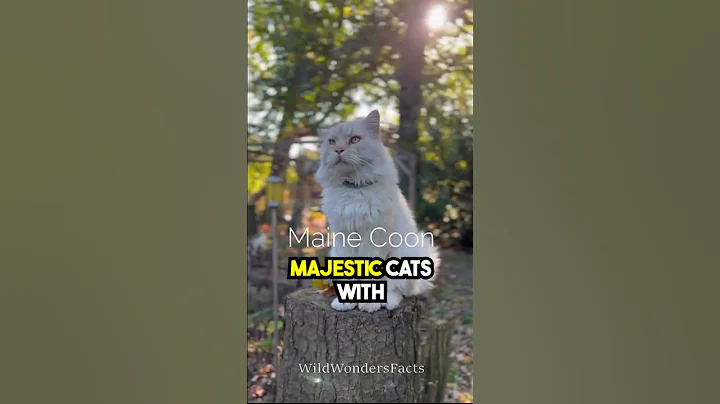 Watch the video about Adorable Cat Breeds That Will Melt Your Heart! #shorts