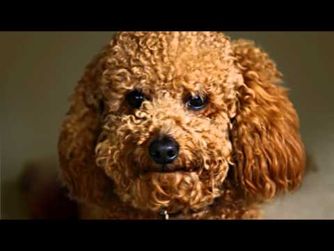 What website do i go on to copy and paste a backwards R?? READ ...