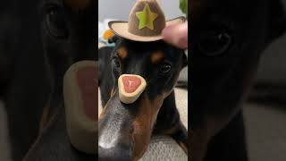 Nice catch! #funnydog #puppy #doberman #dog #dogtraining #funny #dogshorts #xodus #doglover