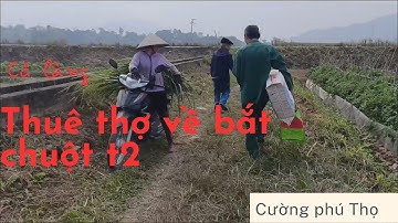 Cường phú Thọ đi bắt chuột đồng cho bà con/t2