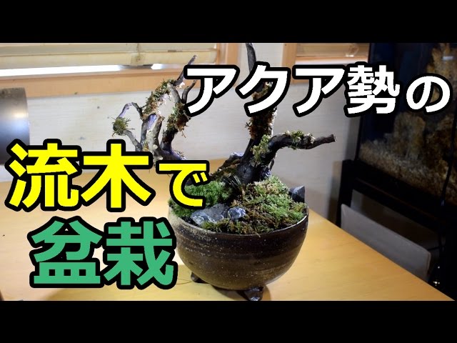 流木を使った苔盆栽 アクアで身につけた技術の応用 Bonsai Of The Driftwood Youtube