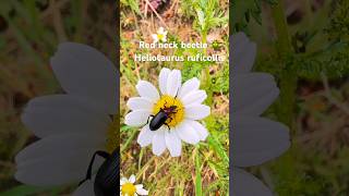 Heliotaurus ruficollis - Red Neck Beetle 🪲 #bug
