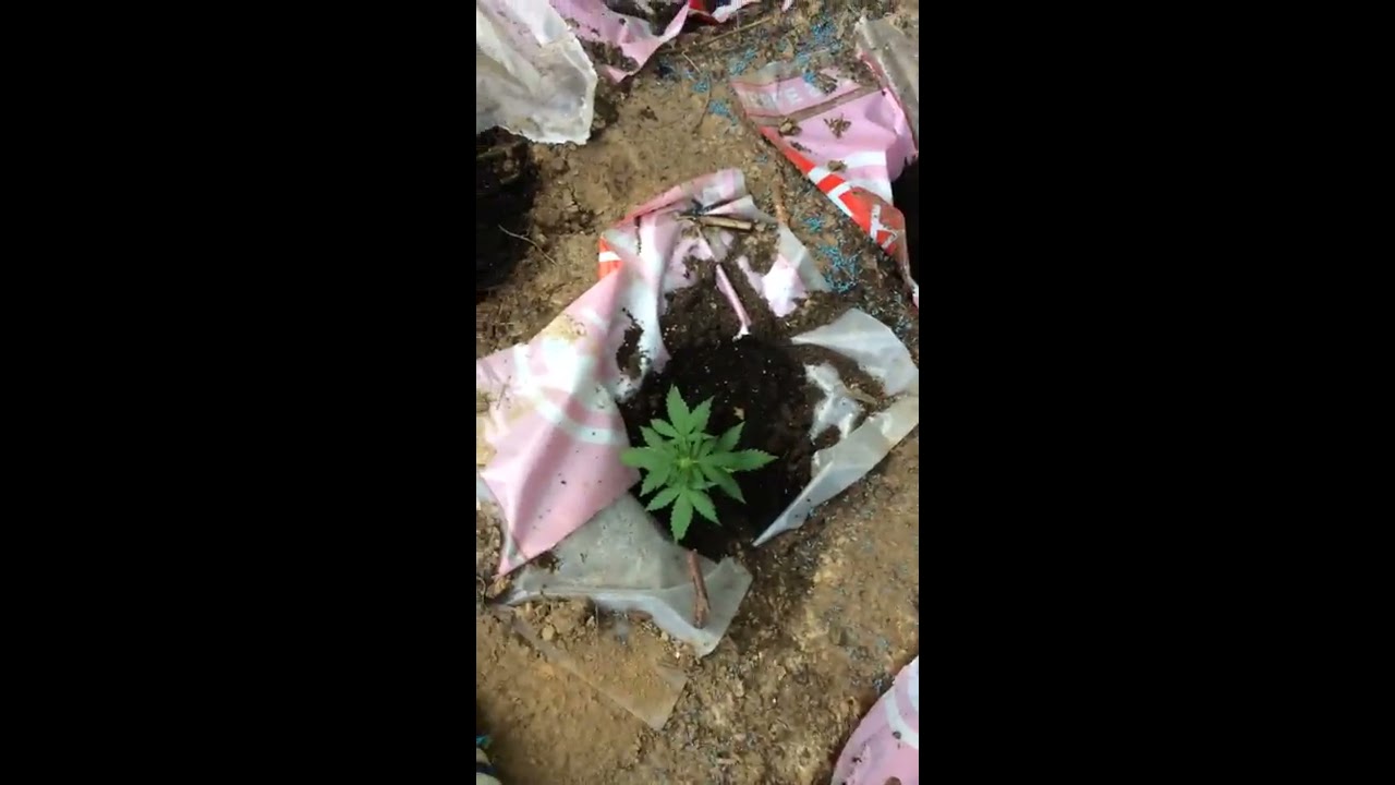 Outdoor guerrilla grow 2017 video 7