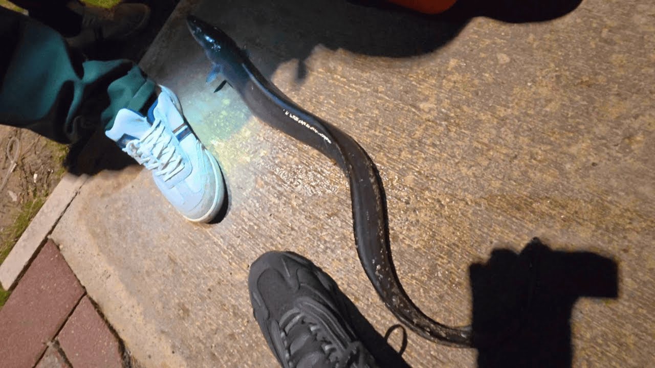 Короткая рыбалка, но много рыбы, включая гигантского угря.