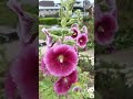 natural beauty in Japan ❤️🫰🏻🫰🏻