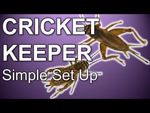 Cleaning And Setting Up My Cricket Keeper 