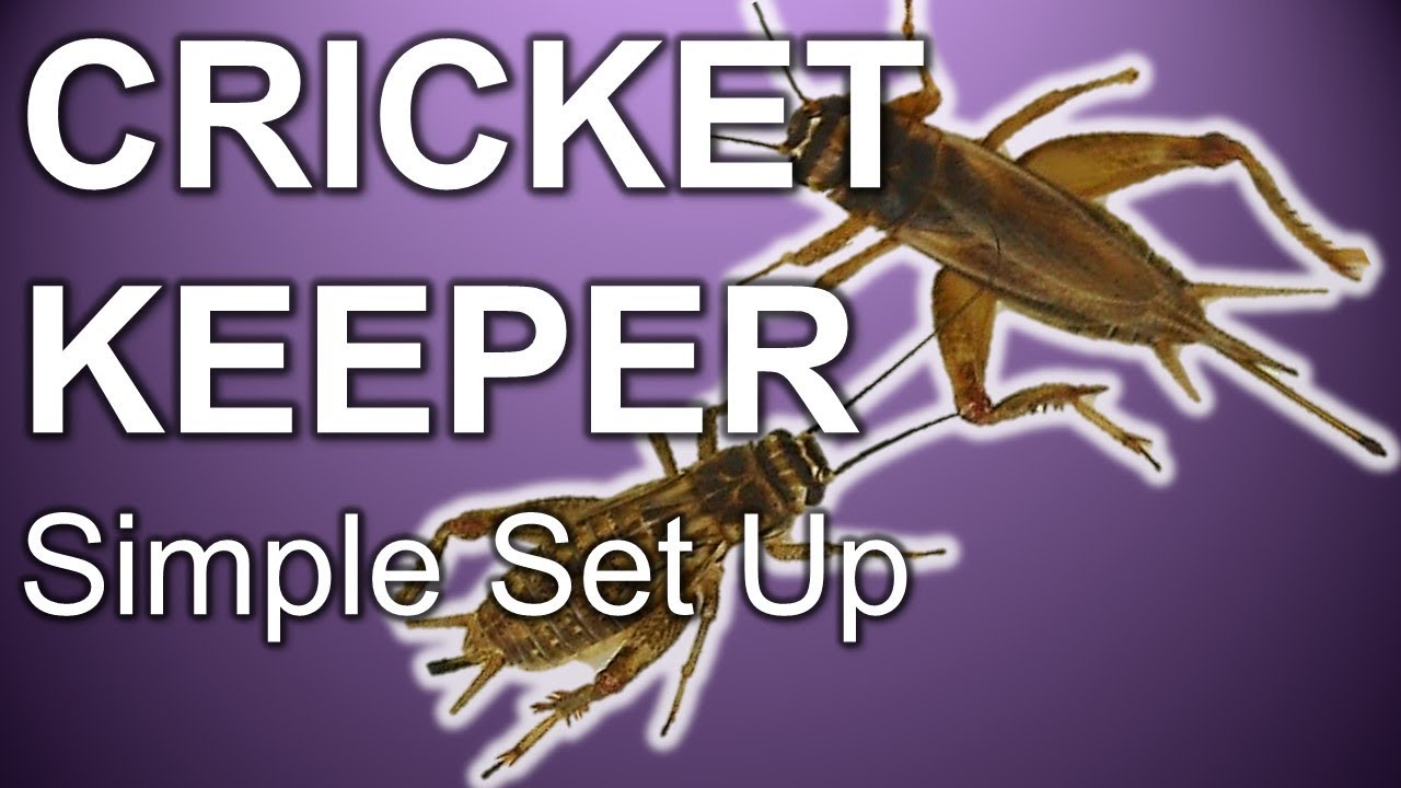 How To Use a Kricket Keeper