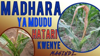Madhara Ya Mdudu Hatari Kwa Mahindi Stem Stalk Bore