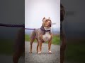 king cobra is #americanbully #pitbull #facts #americanbully #pitbull