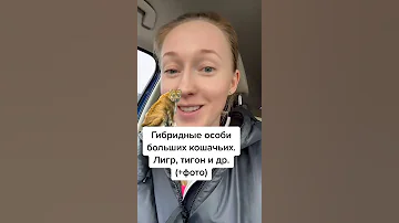 Гибриды больших кошачьих