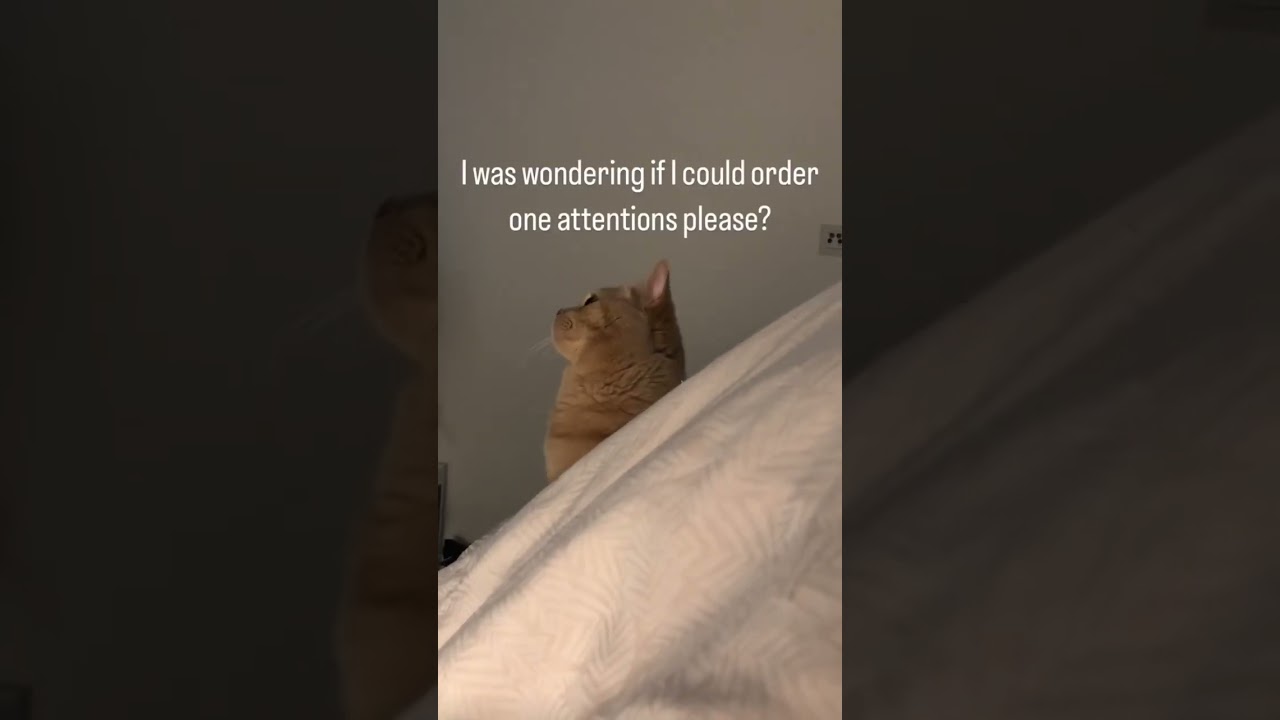 Needy cat wants attention 