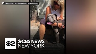 5 of 8 dogs at risk of being put down at Newark animal shelter find forever homes