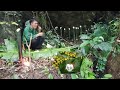 Survival lnstinct , Wilderness Alone looking for food and water in tropical rainforest (episode 2)