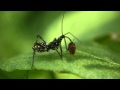 獲物を捕らえたシマサシガメ Sphedanolestes impressicollis の幼体