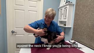 Results You Won't Believe: Try The Masterson Method Bodywork With Your Dog