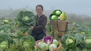 Harvest garden vegetables, cabbage rolls & cook, fish noodles
