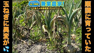 【タマネギ栽培】ピンチ！黒く枯れてきた！黒班病か？晩生もみじ3号 農業初心者が有機農業にチャレンジ野菜栽培副業【2022.5.18】