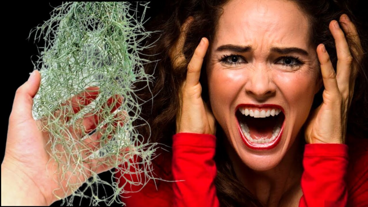 Las mujeres le huyen | SUPERSTICION | aguéros | tillandsia usneoide cultivo cuidados | PELO DE BRUJA