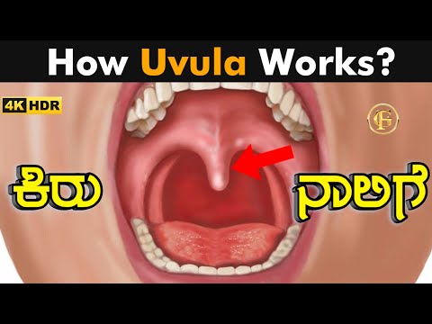 ಕಿರುನಾಲಿಗೆ | What Does The Uvula Do || uvula function | How Uvula Works? | Functions of uvula