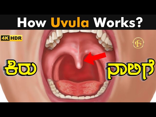 ಕಿರುನಾಲಿಗೆ | What Does The Uvula Do || uvula function | How Uvula Works? | Functions of uvula class=