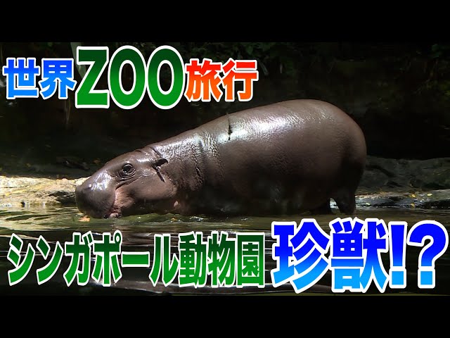 動物園の動画 上野動物園 - 地域情報動画サイト 街ログ - YouTube