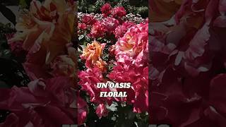 Uno de los jardines de rosas más bellos del mundo: La Rosaleda del Parque de el Retiro de Madrid