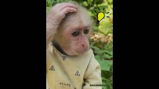 Monkey Qika went out to search for food and drove a tractor to transport back the large cantaloupe Monkey Qika went out to search for food and drove a tractor to transport back the large cantaloupe