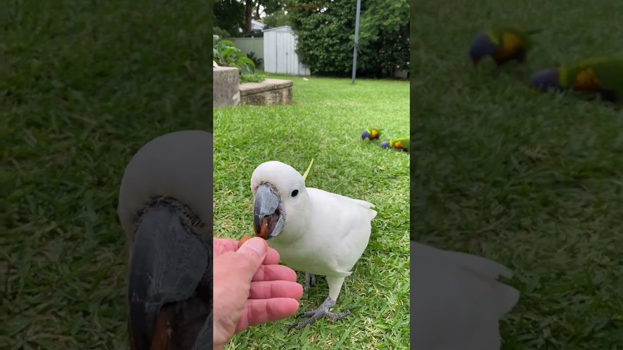 Backyard Bliss 🦜 | Cockatoo Enjoying Almonds in an Australian Backyard
