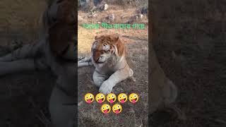 sneezing tiger