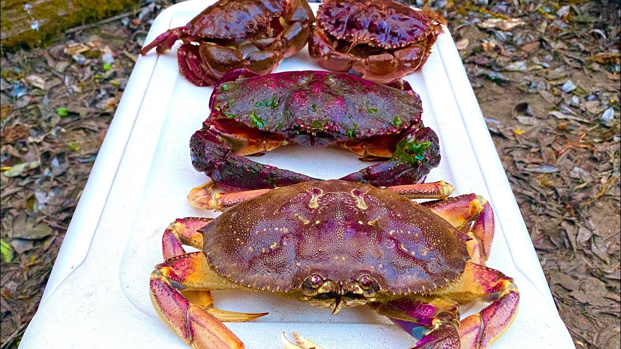 Crabbing At Caspar Beach! (Fort Bragg)