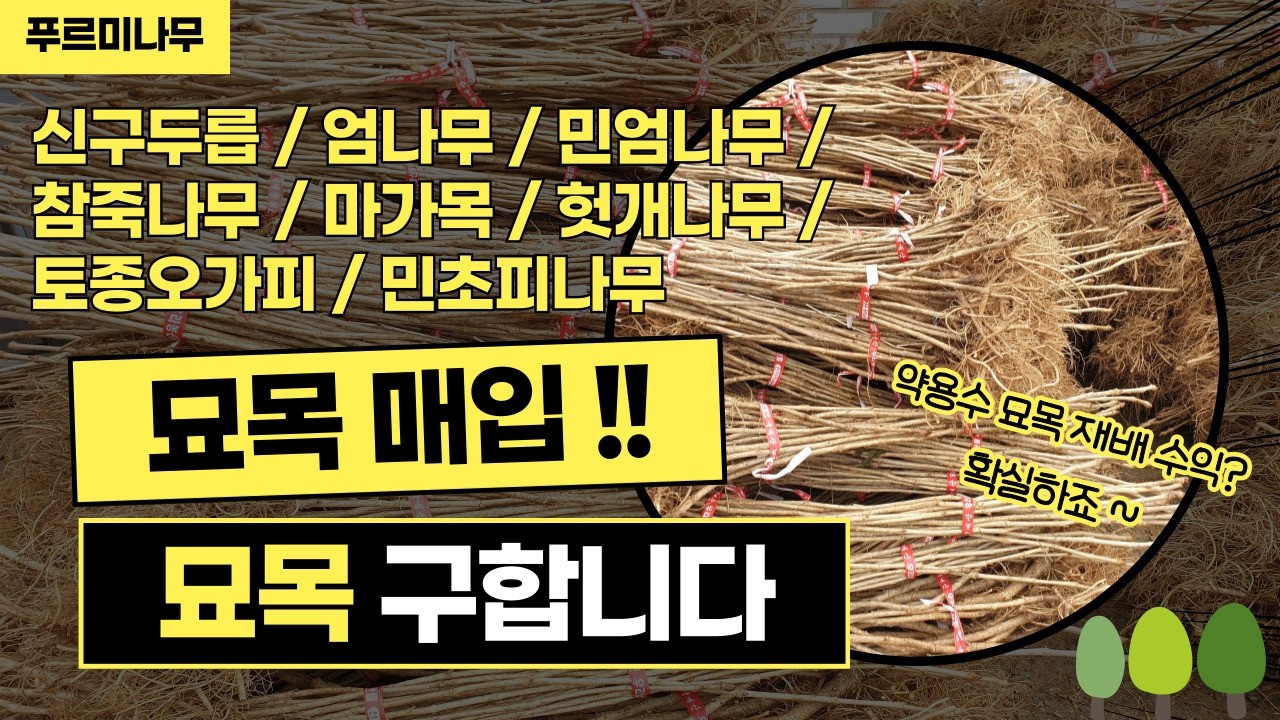 📢 약용수 묘목 급히 구합니다 .. [신구두릅/엄나무/민엄나무/토종오가피/마가목/참죽나무/헛개나무/민초피나무] 푸르미나무가 매입할게요