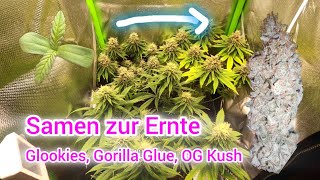 ORGANISCHER MULTI STRAIN GROW | SAMEN ZUR ERNTE | GLOOKIES, GORILLA GLUE, OG KUSH | LST | MAINLINING