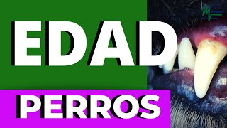 CÓMO SABER LA EDAD DE UN PERRO/CAHORRO POR LOS DIENTES/EDAD PERRUNA