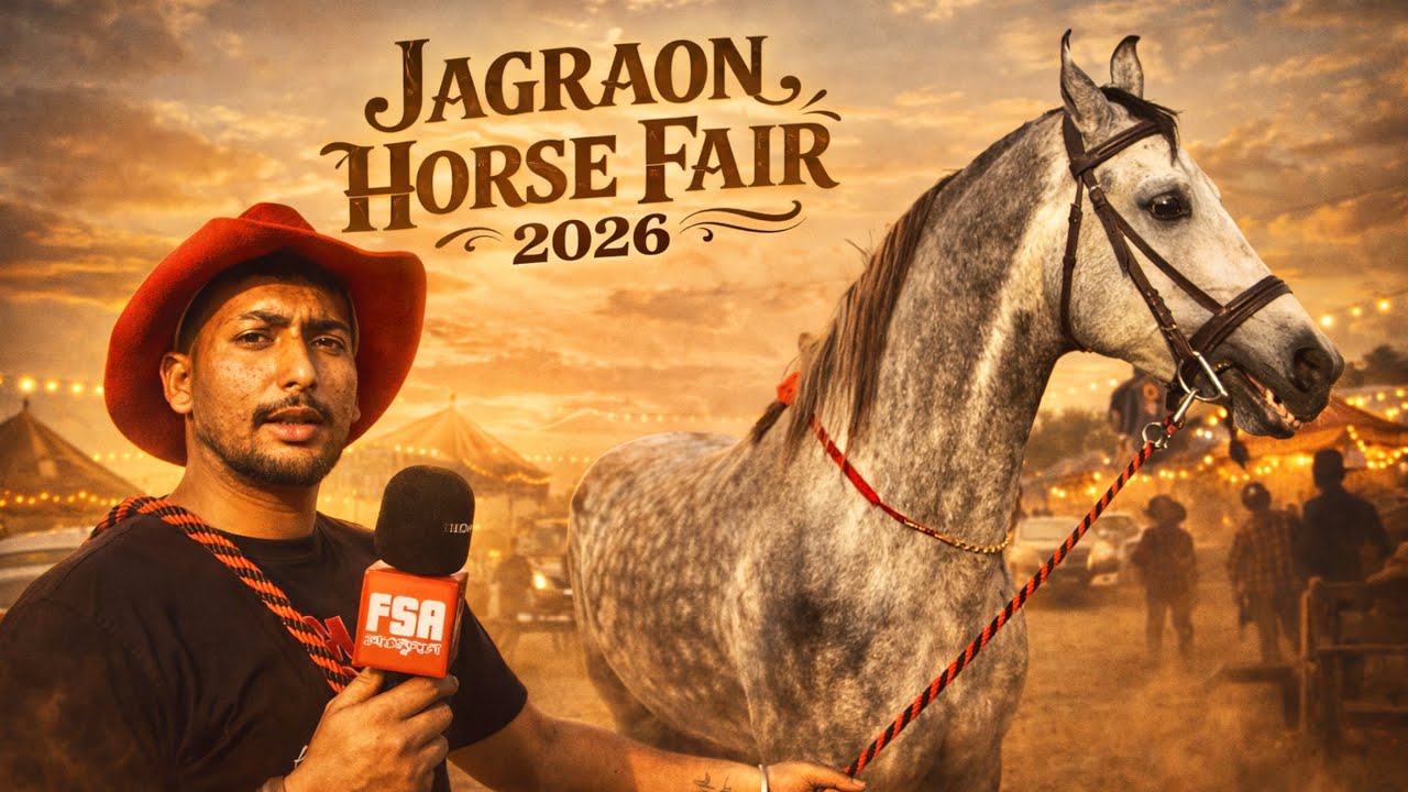Jagraon Horse Fair 2026 Feb 27 Vlog | Mandi’s Best Marwari & Nukra Colts, Stallions, Fillies & Mares