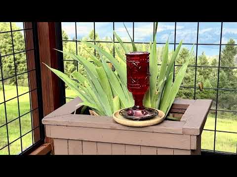 Feeder Takeover After the Rain | Little Hummers Episode #3