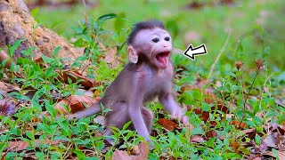 Oh No..! Sadness of Baby Monkey Shaking Lip to Request Milk From An/_ngry Mother | Monkey-Animals​