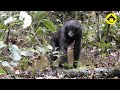 Water play! Wild infant bonobo【Observations of Bonobos #84】