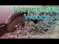 Llwyneinion Woods Extreme 4x4 part 3 | Land Rover Discovery 3