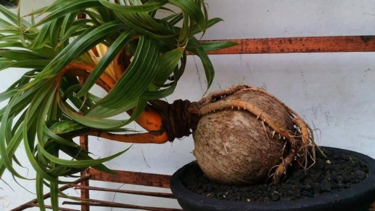 Прорастить кокос. Пророщенный Кокос. Кокосовая Пальма бонсай. Прорастить Кокос Пальма.