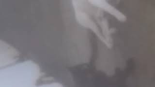 Gatos