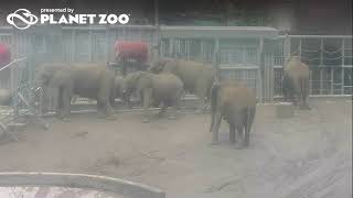 Elephant Webcam Live