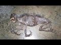 11 Minutes Of Mysterious Creatures Recently Discovered!